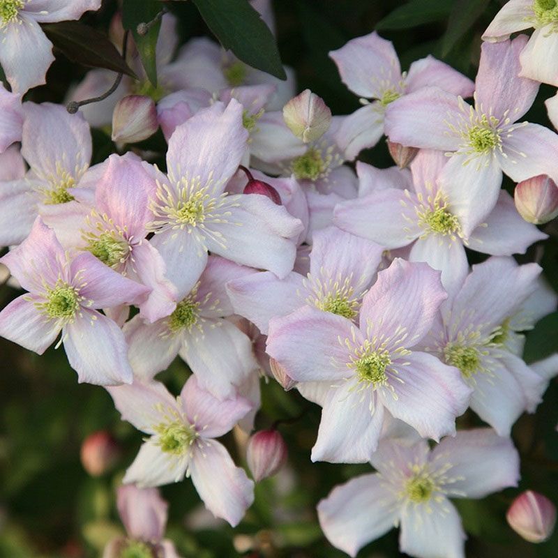 Clematis Montana 'Rubens' - Climbing Plants - Arboretum Garden Centre