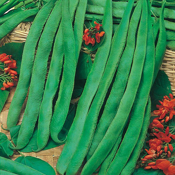 Runner Bean Scarlet Emperor Vegetable Seeds Arboretum Garden Centre