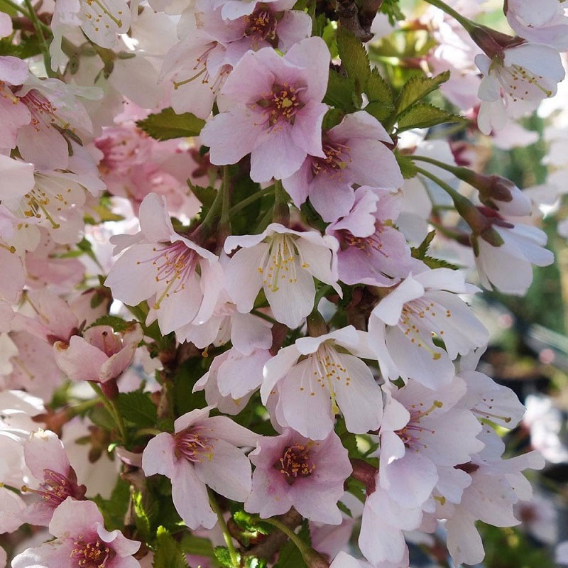 Prunus incisa 'Kojou-no-mai' - Shrubs - Arboretum Garden Centre