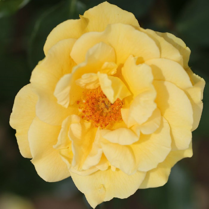 Rosa 'Precious Gold' - Floribunda Roses - Arboretum Garden Centre