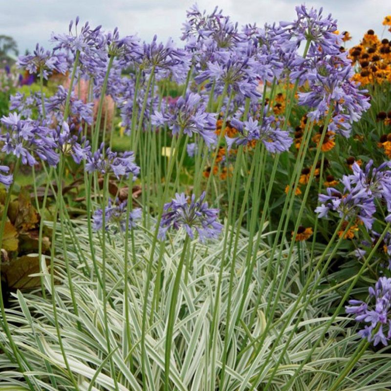 normal map for agapanthus paint fx