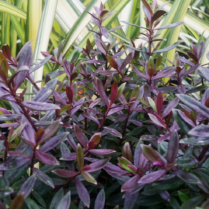 Hebe ‘Raspberry Chocolate’ - Shrubs - Arboretum Garden Centre