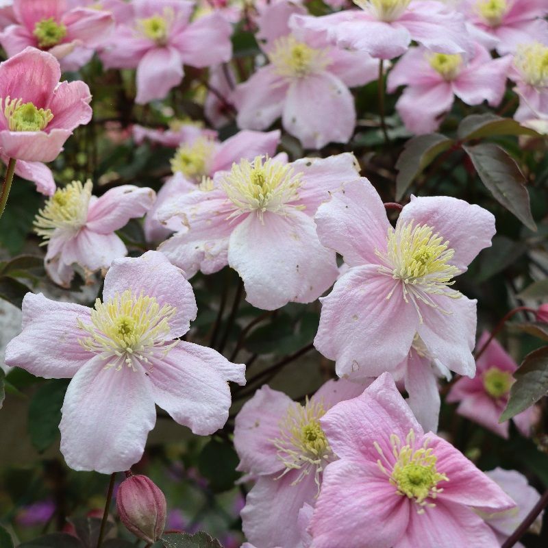 Clematis montana 'Mayleen' - Climbing Plants - Arboretum Garden Centre