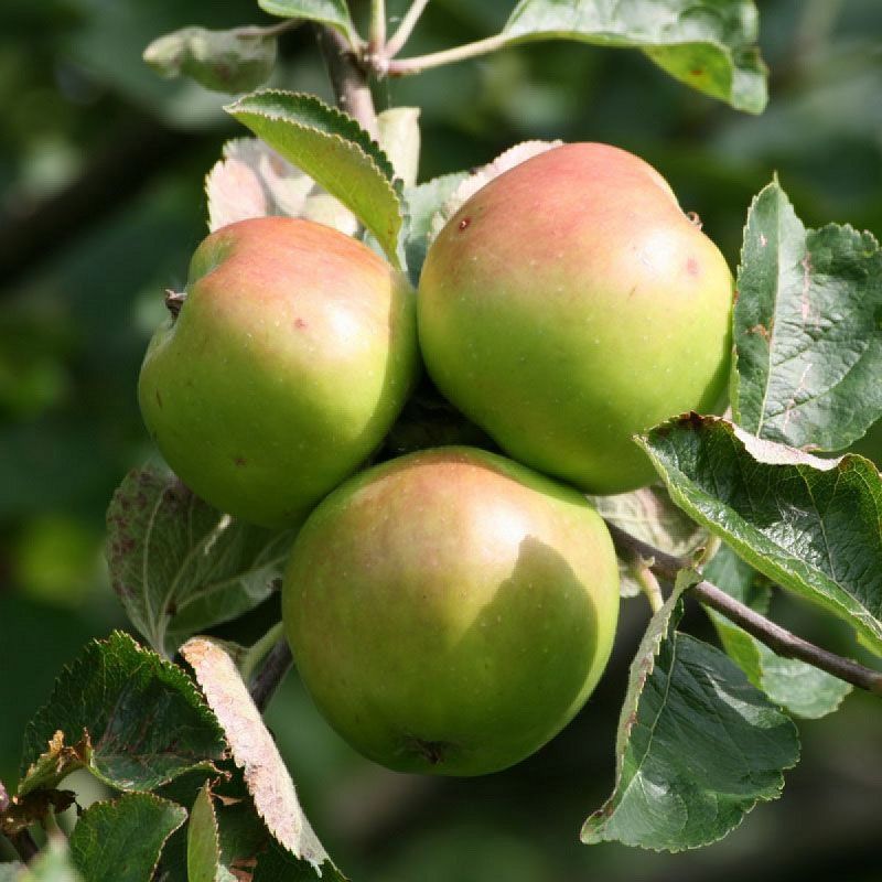 Apple Bramleys Seedling Fruit Trees And Bushes Arboretum Garden Centre