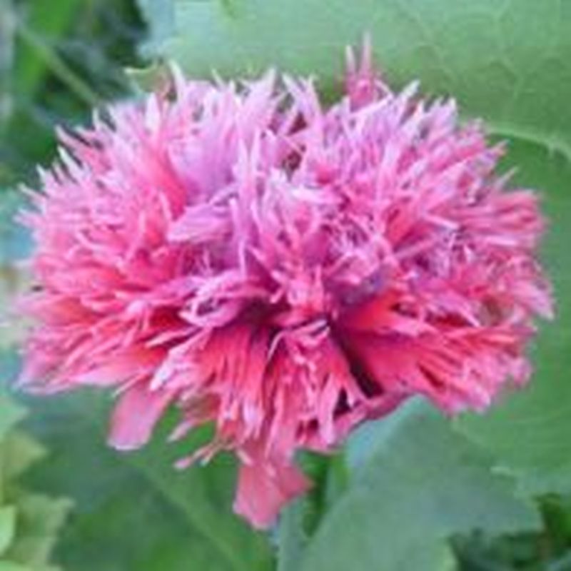 Poppy Pink Fizz - Flower Seeds - Arboretum Garden Centre