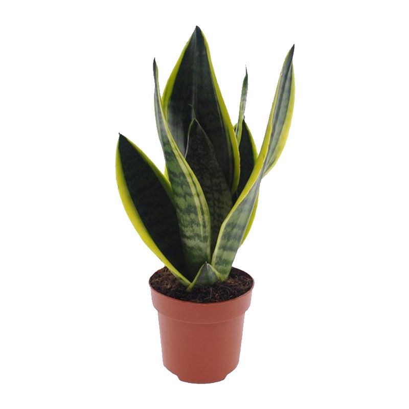 Sansevieria trif. 'Futura Superba' - Houseplants - Arboretum Garden Centre