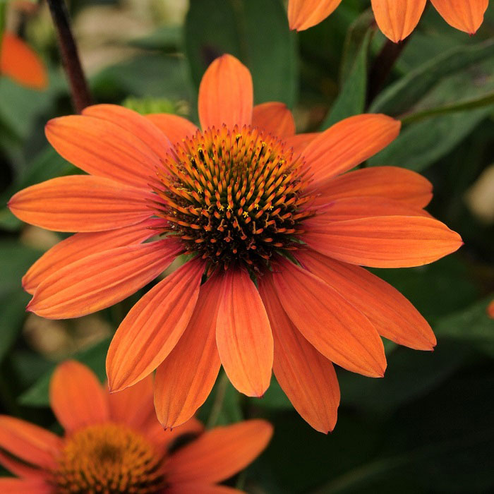 Echinacea 'Sombrero Adobe Orange' - Perennial Plants - Arboretum Garden ...