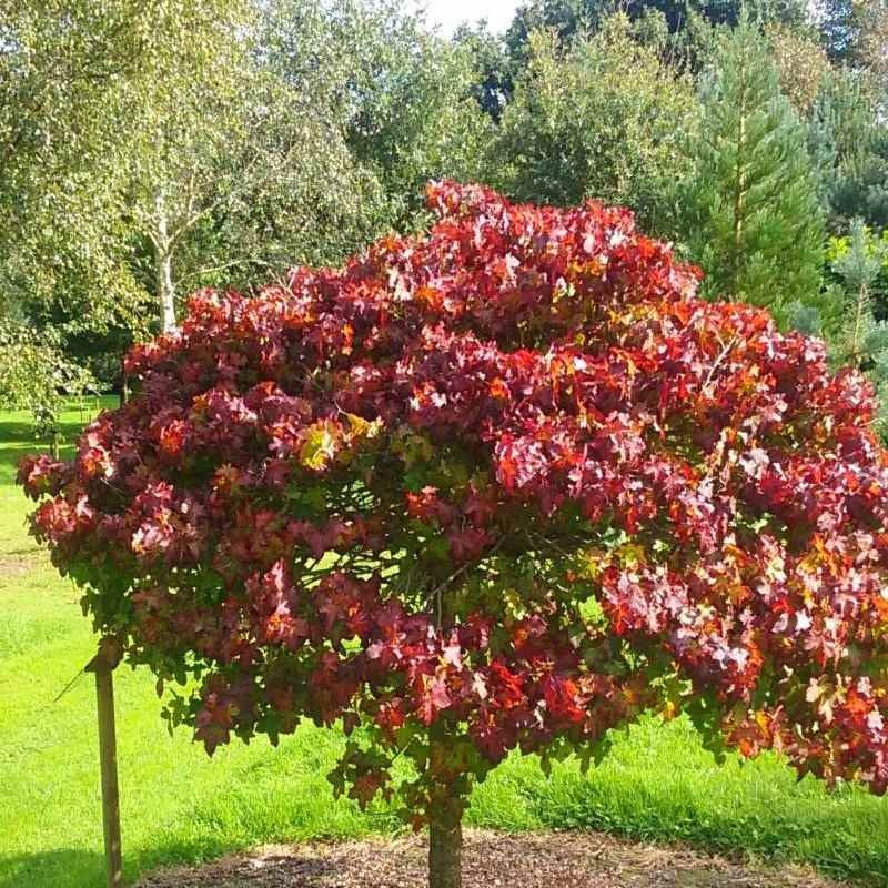 Liquidambar styraciflua 'Gumball' - Trees & Specimens - Arboretum