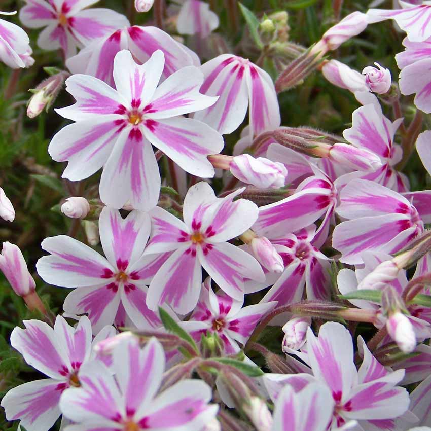 Флокс бавария. Флокс шиловидный Бавария. Флокс шиловидный Candy Stripes. Phlox subulata Atropurpurea.