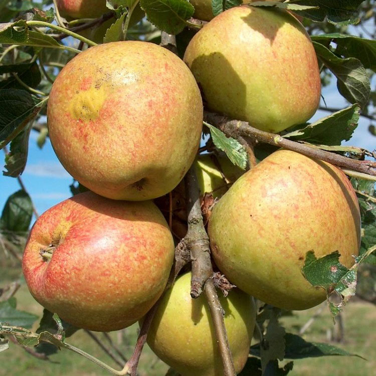 Apple Golden Pearmain Fruit Trees Bushes Arboretum Garden Centre
