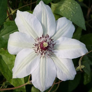 13+ White Clematis Flower