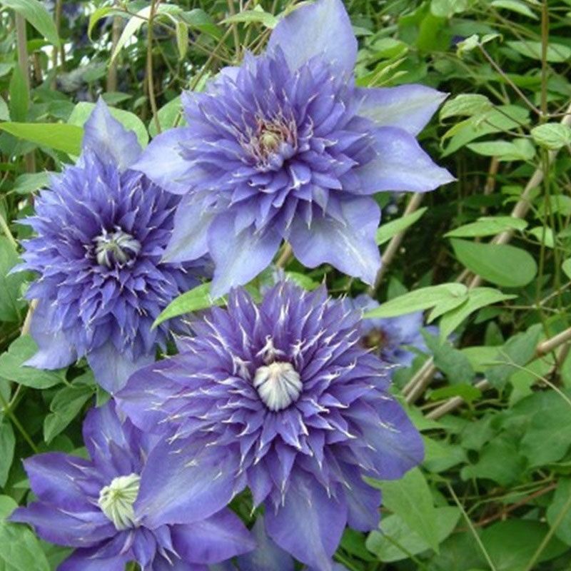 Clematis 'Multi Blue' - Climbing Plants - Arboretum Garden Centre