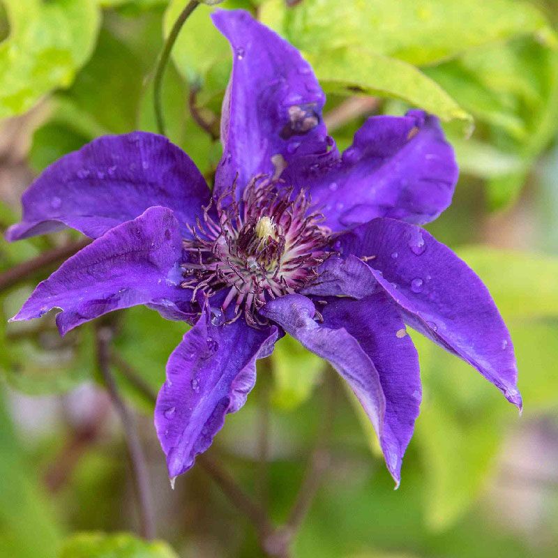 Clematis The President Clematis Arboretum Garden Centre