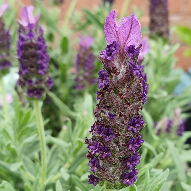 Lavandula Stoechas Lusi Purple Alpines And Herbs Arboretum Garden Centre