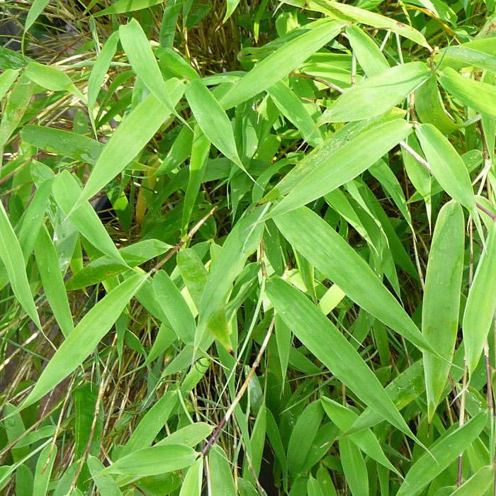 Fargesia mur. 'Luca' - Bamboo & Grasses - Arboretum Garden Centre