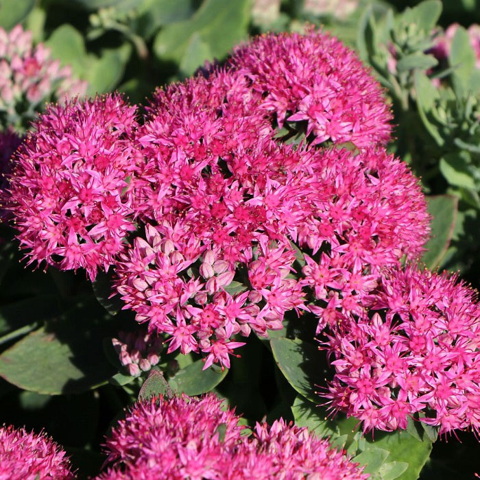 Sedum tel. ‘Munstead Dark Red’ - Perennial Plants - Arboretum Garden Centre