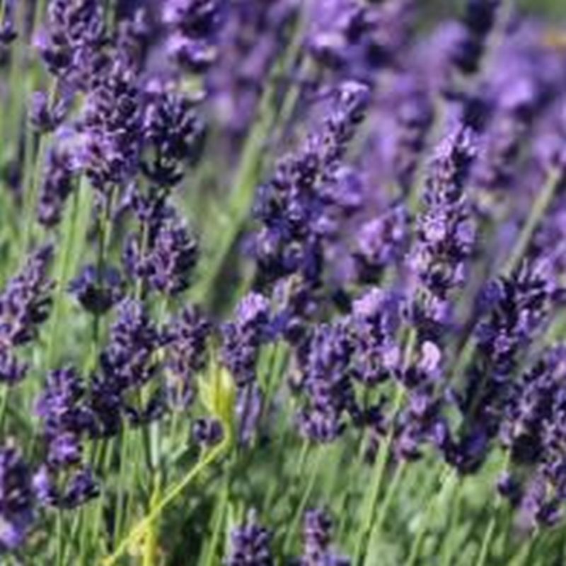 Lavandula ang. 'Ardèche' - Shrubs - Arboretum Garden Centre