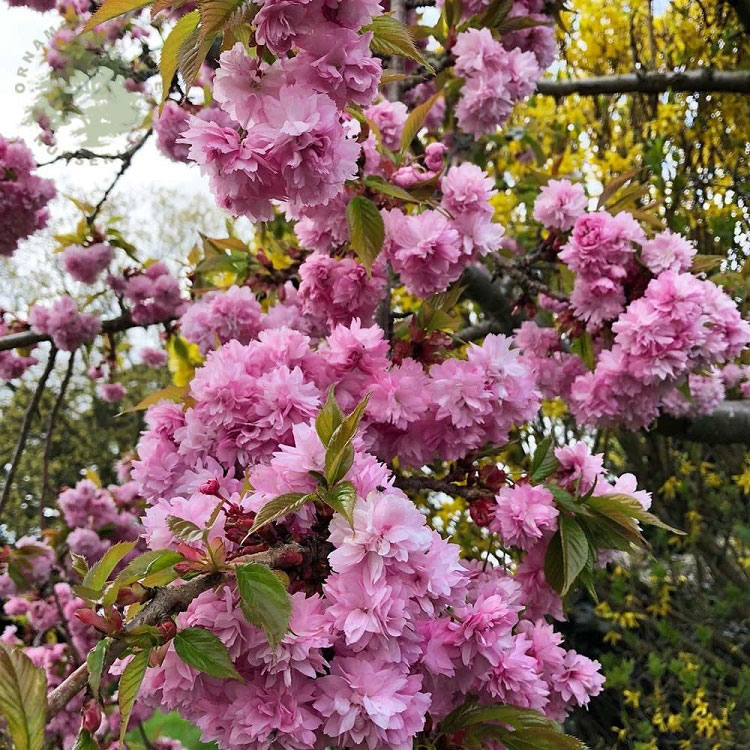 Prunus ser 'Kiku-shidare' - Trees & Specimens - Arboretum Garden Centre