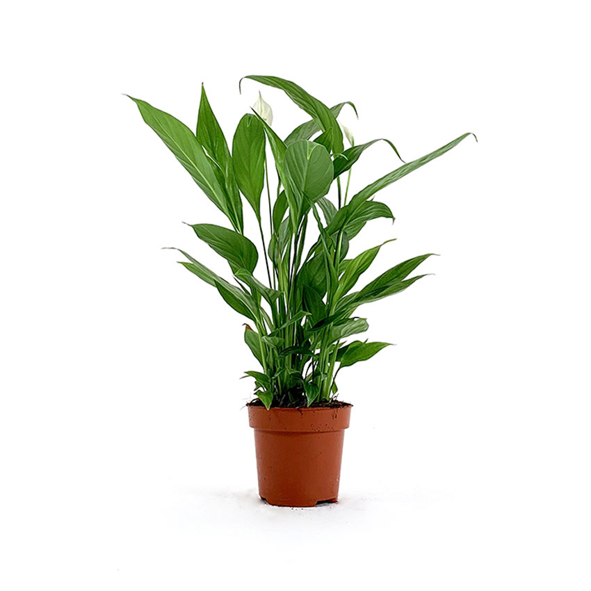 Houseplants | Arboretum - View Our Range at Arboretum Garden Centre