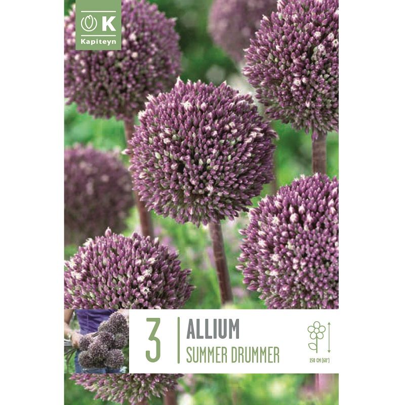 Popular Collection Allium Summer Drummer Spring Flowering Bulbs