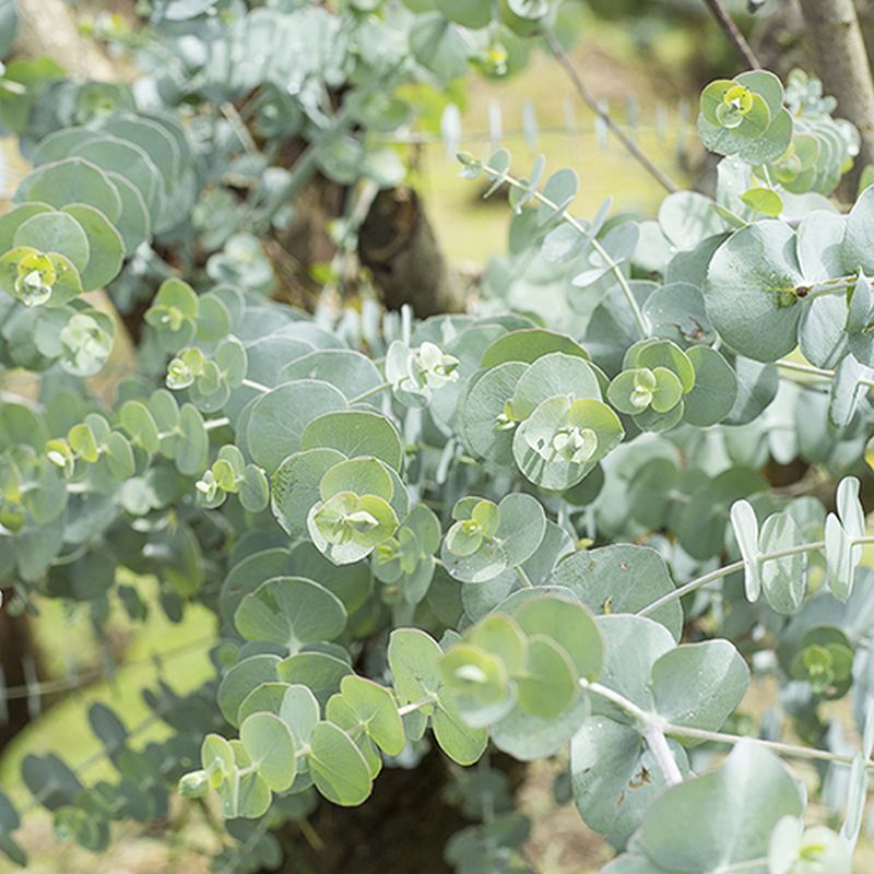 Eucalyptus gunnii - Cider Gum - Trees & Specimens ...