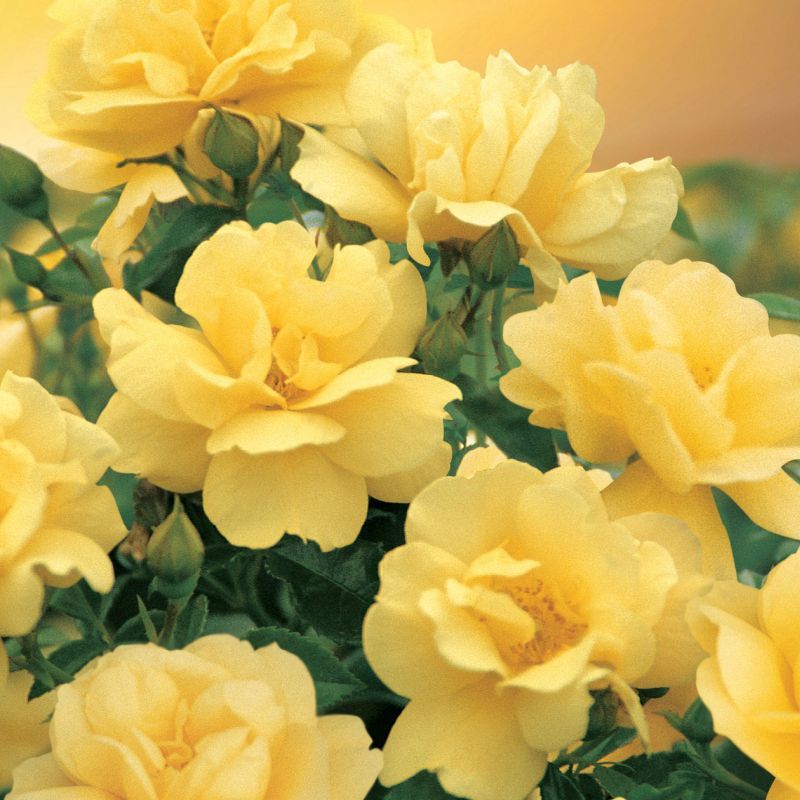 Flower Carpet 'Gold Rose' - Floribunda Roses - Arboretum Garden Centre