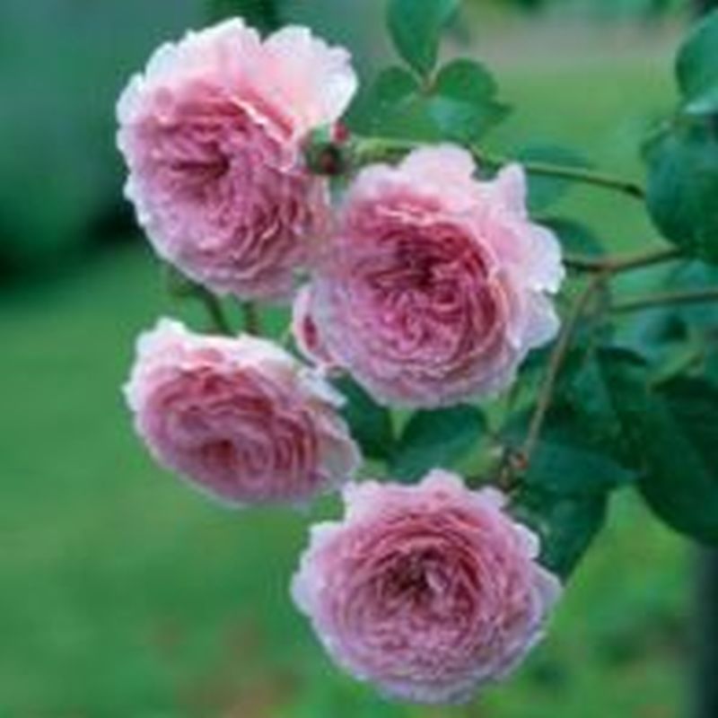 James Galway David Austin Fragrant Rose David Austin Roses