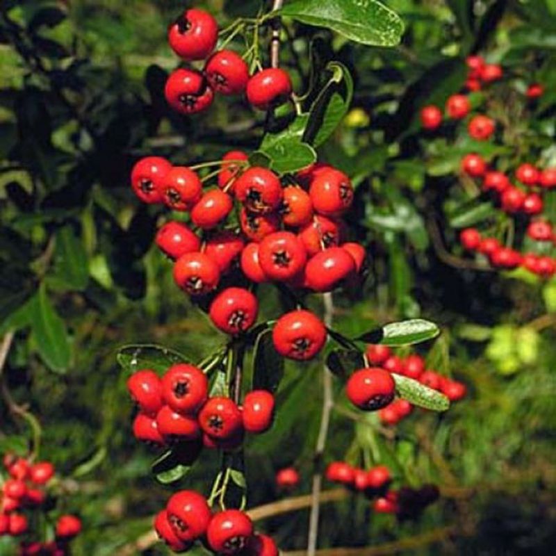 Pyracantha cocc. 'Red Column' - Climbing Plants - Arboretum Garden Centre