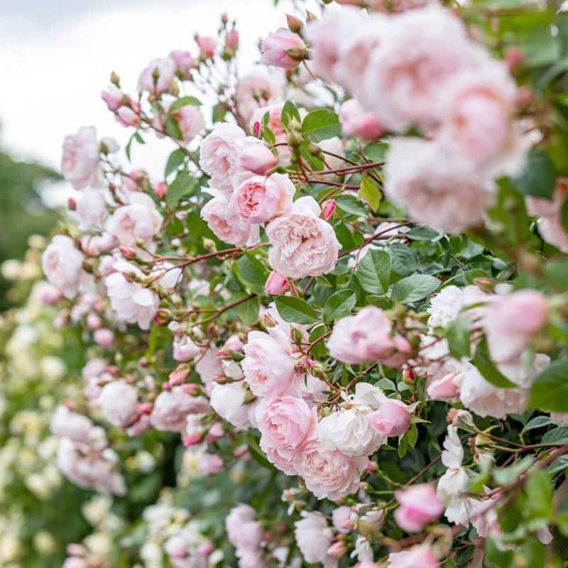 The Generous Gardener David Austin Fragrant Rose David Austin