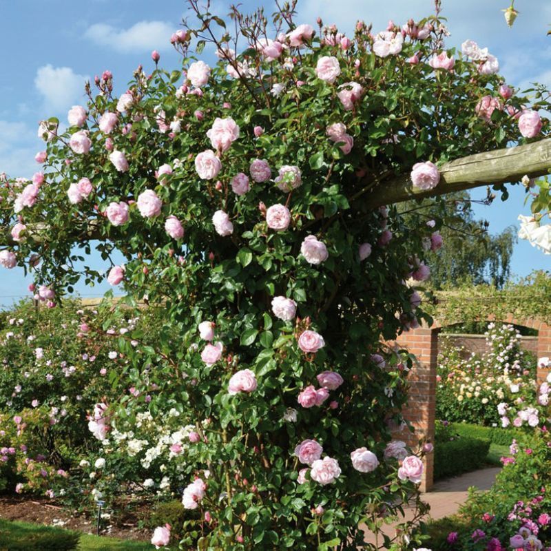 The Generous Gardener David Austin Fragrant Rose David Austin