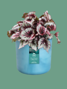 Elho Ocean Collection Atlantic Blue with Plant