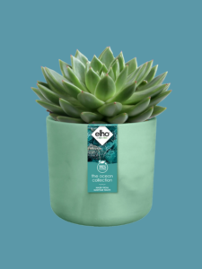 Elho Ocean Collection Pacific Green with Plant