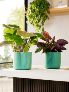 Elho Ocean Collection with 2 Plants